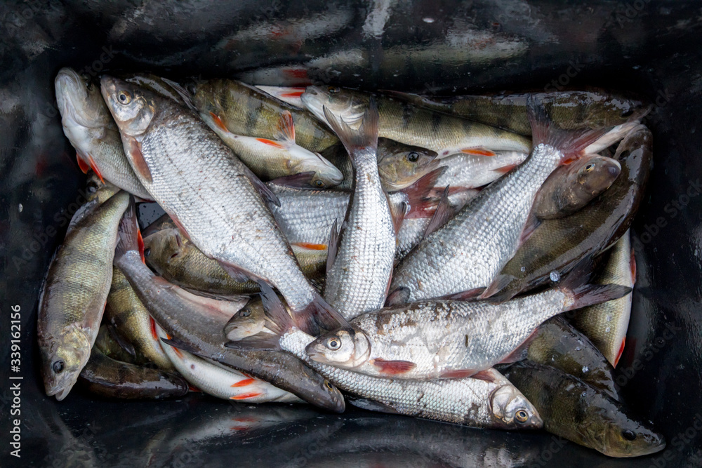 Close up portrait of the bowl with the daily fresh catch from Baltic Sea on the west coast of Estonia consist of European Whitefish (upper ind) and Perch (below)