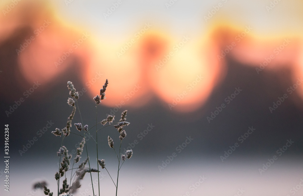 Isolated view on the heads of the grasses with the blurred mist in the meadow and sunset colored summer night sky