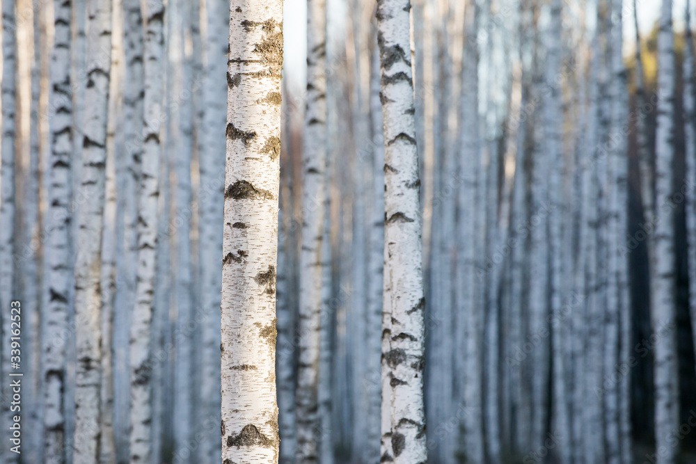 Fototapeta premium Details of the birch tree trunk pattern in the birch forest background