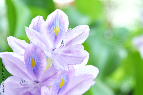 Close-up of purple  blue and yellow flower petals in the same petal isolated with blurred of green leaves in nature.