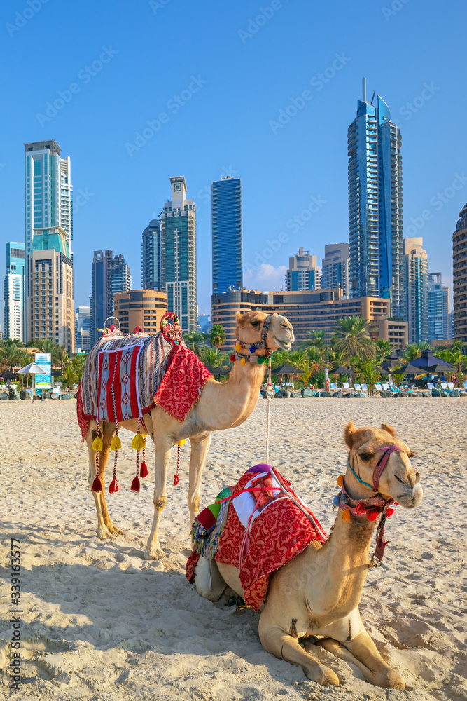 View on camels and Jumeirha beach in Dubai Marina, United Arab Emirates