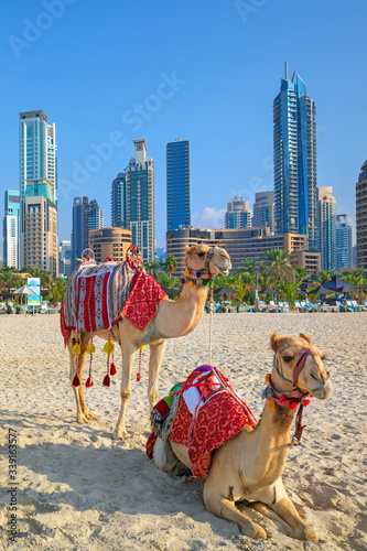 Obraz na płótnie View on camels and Jumeirha beach in Dubai Marina, United Arab Emirates w salonie