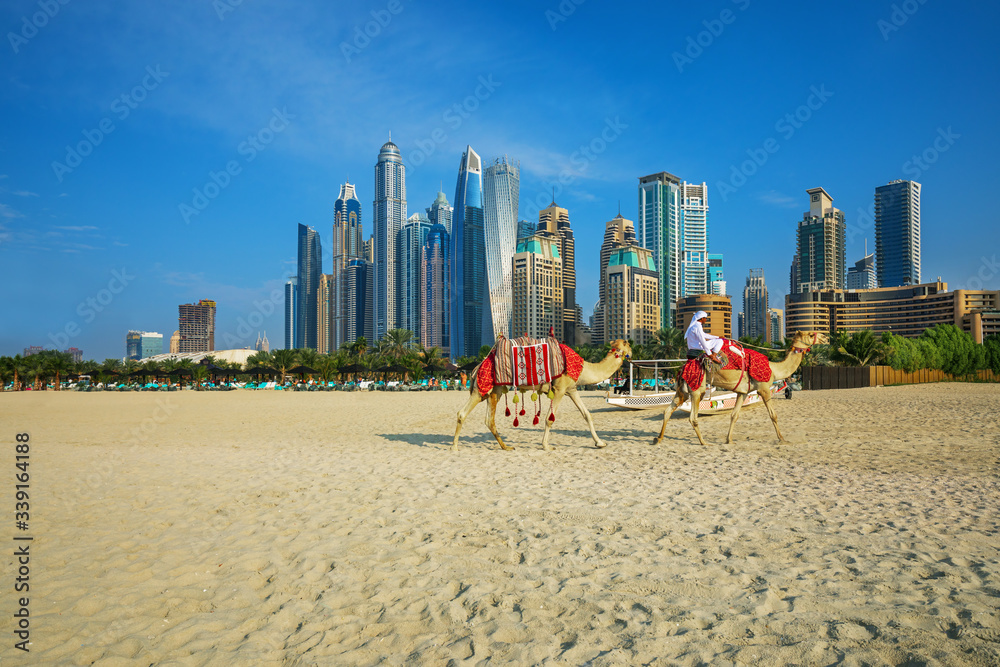 Obraz premium View on camels and Jumeirha beach in Dubai Marina, United Arab Emirates