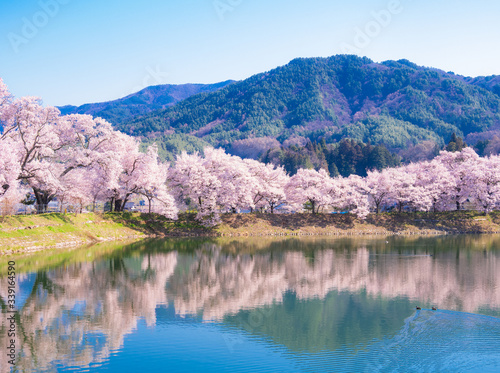 信州の桜風景