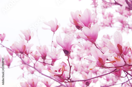 Blurry image of branches of magnolia tree with a big pink flowers. Botanical background, blurred shot, pink colors. Abstract nature background. Magnolia tree, cropped shot.  © diesel_80