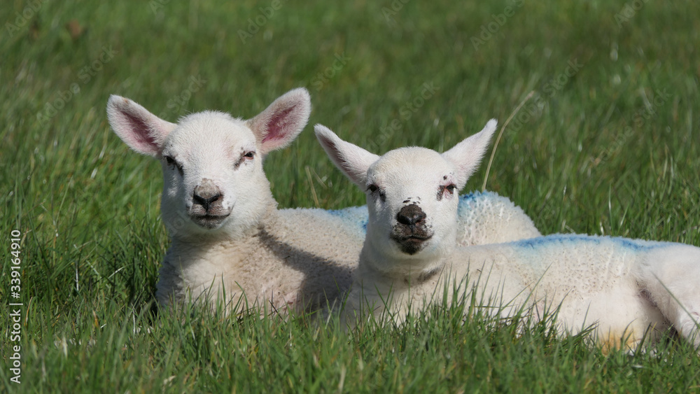 Sheep and lambs laying in the sun in a field Ireland