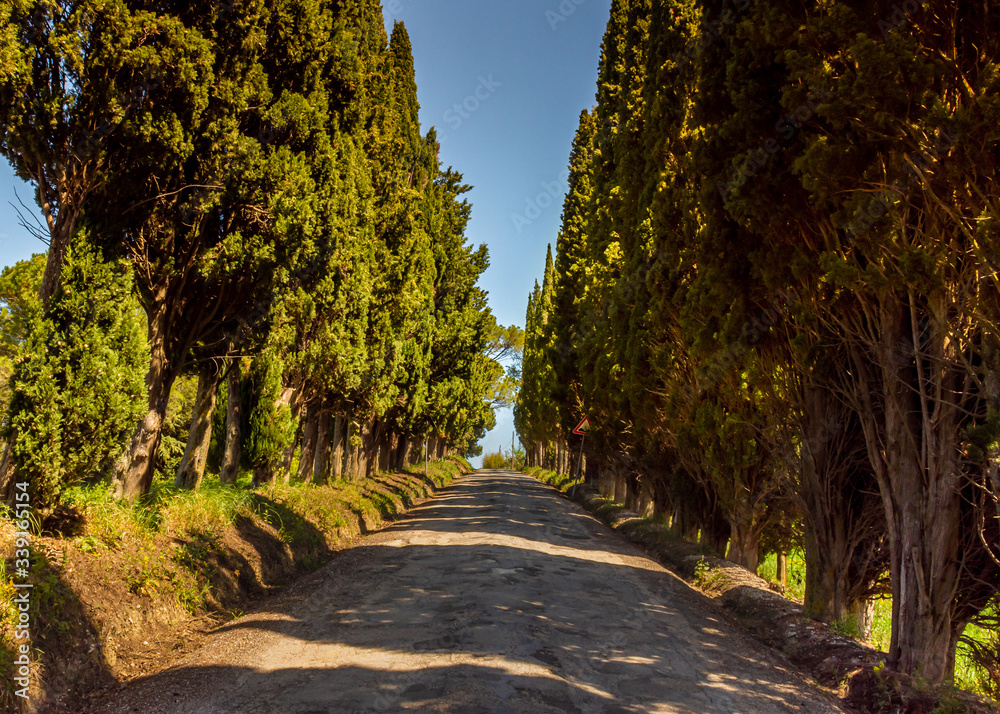 A rustic avenue of trees in the the countryside of Passo Ripe, near Senigallia, Le Marche, Italy