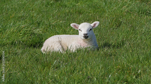 Sheep and lambs laying in the sun in a field Ireland