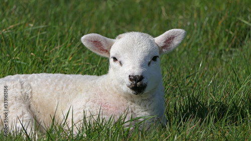 Sheep and lambs laying in the sun in a field Ireland photo