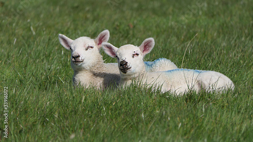 Sheep and lambs laying in the sun in a field Ireland photo