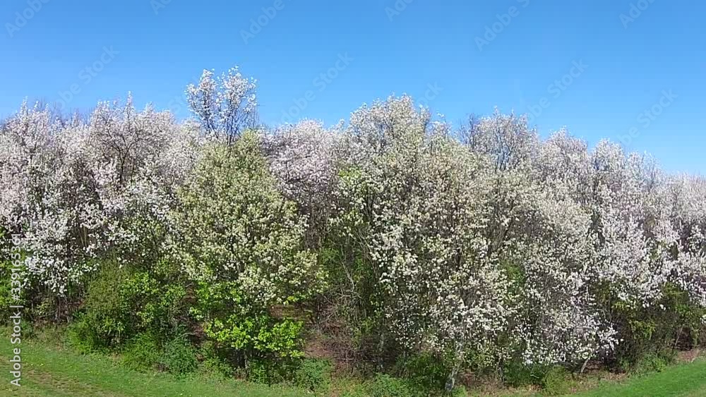 Aerial camera trucks left to right in front of blooming wild pear trees in blossom. Aerial camera trucks left to right in front of blooming wild pear trees in blossom.