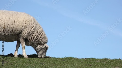 Cute white  sheep standing and graze on meadow in front of blue sky in springtime