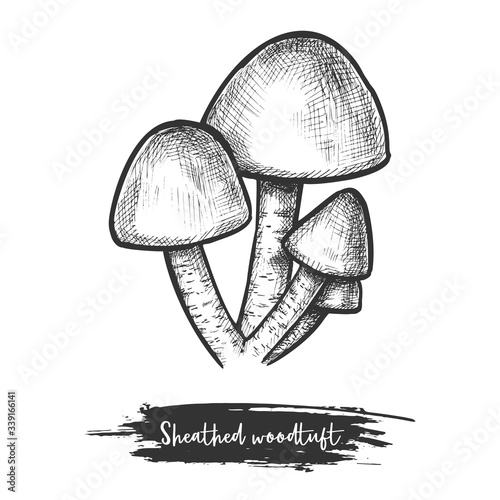 Sheathed woodtuft. Vector sketch of clustered mushroom