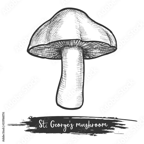 St. George s mushroom vector sketch illustration