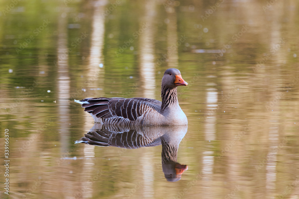 Fototapeta premium Gans genießt das schöne Wetter
