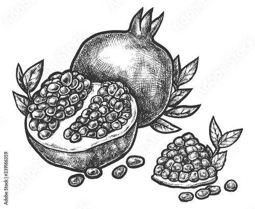 Pomegranate split open fruit seeds sketch hatching