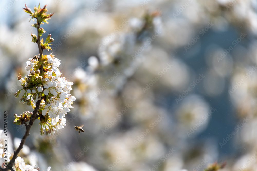 Obraz premium White blossom tree blurred background