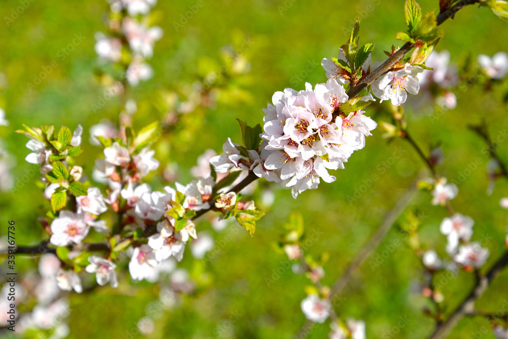 Felt (Chinese) cherry flowers (Prunus tomentosa L.)