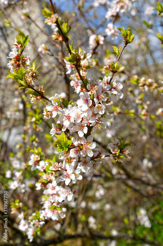 Flowering felt (Chinese) cherries (Prunus tomentosa L.)