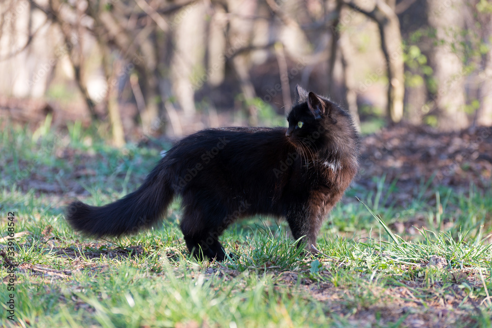 Portrait of a Gorgeous fluffy black cat with bright yellow eyes. Portrait of a Gorgeous fluffy black cat with bright yellow eyes.