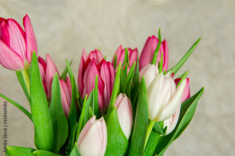 Fototapeta premium Bouquet of fresh tulip flowers on a beige background.