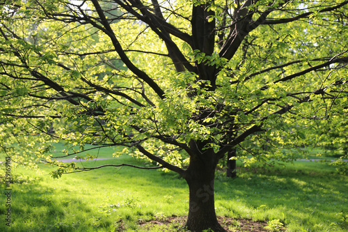 Beautiful oak tree lit by the sun in the park