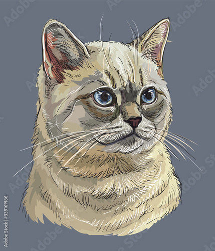 Vector hand drawing colorful cat 7