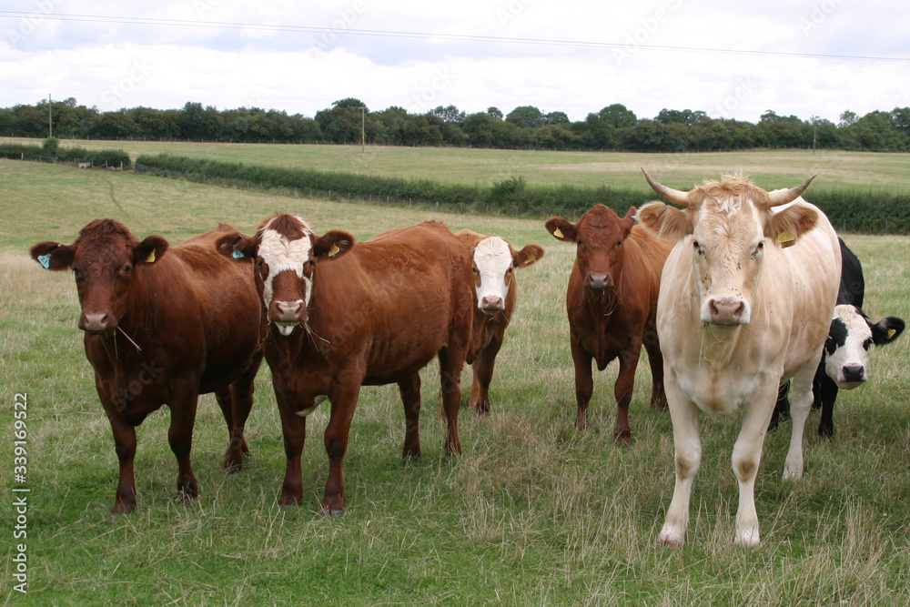 A herd of cows in a field in the UK