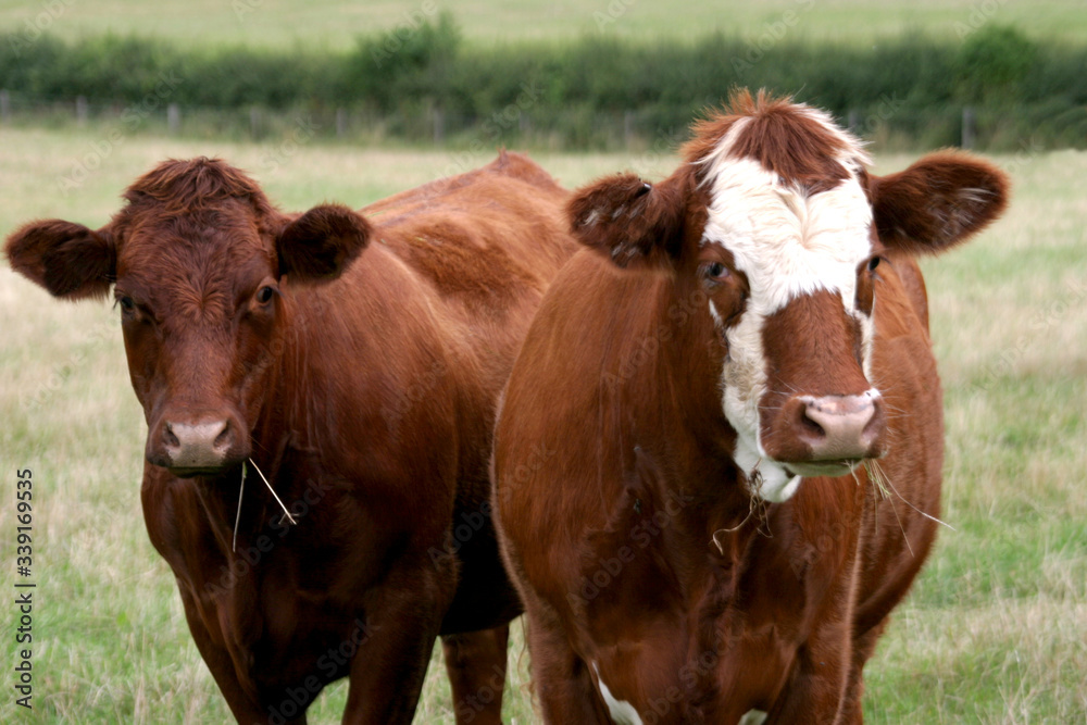 Cattle in a field in the UK