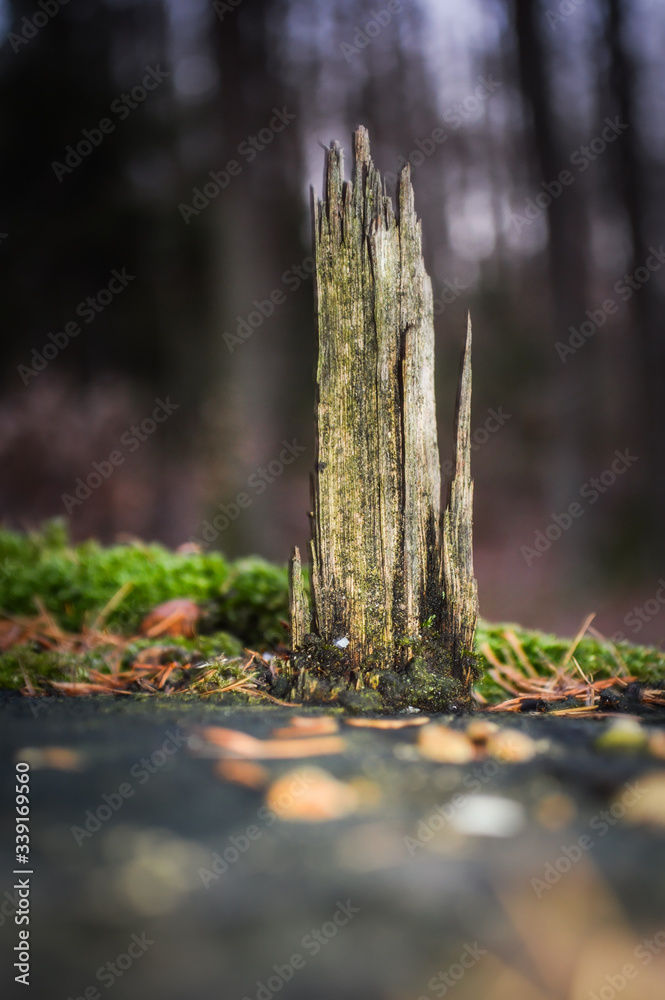 Old tree shard after felling