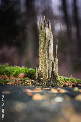 Obraz na płótnie Old tree shard after felling w salonie