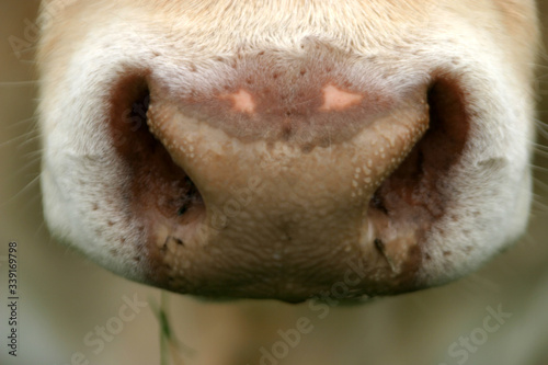 A close up image of a cows nose or snout