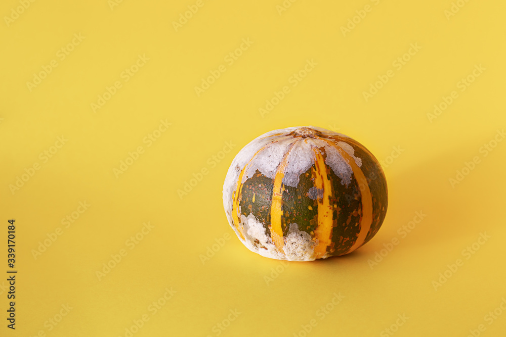 Moldy pumpkin on a yellow background with copy space. Ugly food. Front view Moldy pumpkin on a yellow background with copy space. Ugly food. Front view