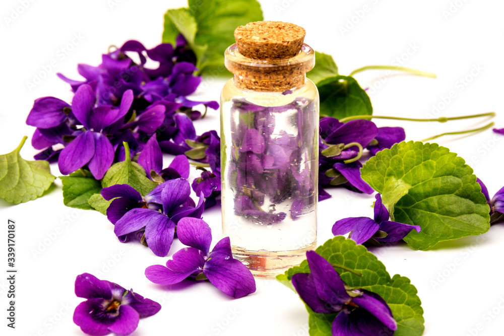 Herbaceous perennial plant - Viola odorata. Spring purple flowers of violets close up Herbaceous perennial plant - Viola odorata. Spring purple flowers of violets close up