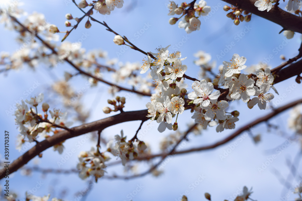 Blooming branches of cherry plum against the blue sky. Natural background. Natural texture. Spring bloom Blooming branches of cherry plum against the blue sky. Natural background. Natural texture. Spring bloom