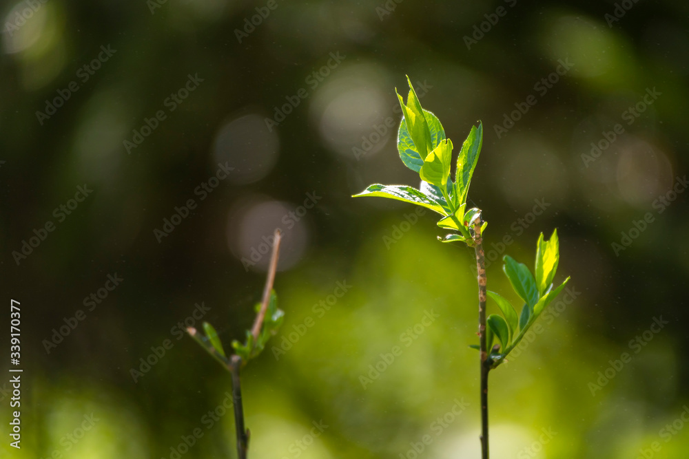 Closeup nature view green leaf on blurred background Closeup nature view green leaf on blurred background