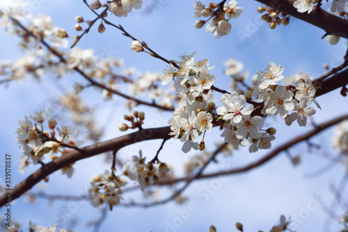 Fototapeta Naklejka Na Ścianę i Meble -  Blooming branches of cherry plum against the blue sky. Natural background. Natural texture. Spring bloom