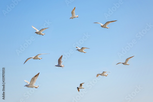 Set of seagulls flying on the blue background. Birds collection. Group of sea gulls