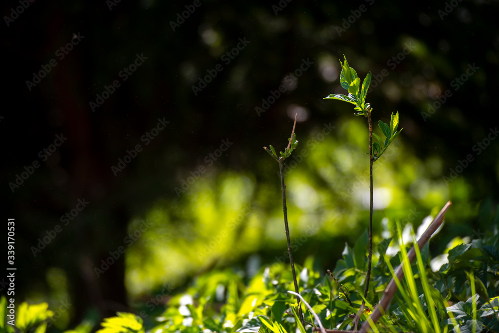 Closeup nature view green leaf on blurred background Closeup nature view green leaf on blurred background