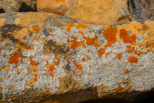orange mold on the stones