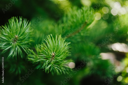 Closeup photo of green needle pine tree. Blurred pine needles in background