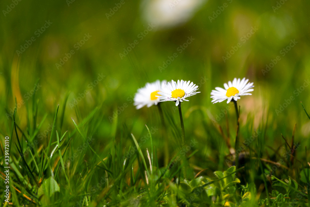 blossom daisy flowers background blossom daisy flowers background