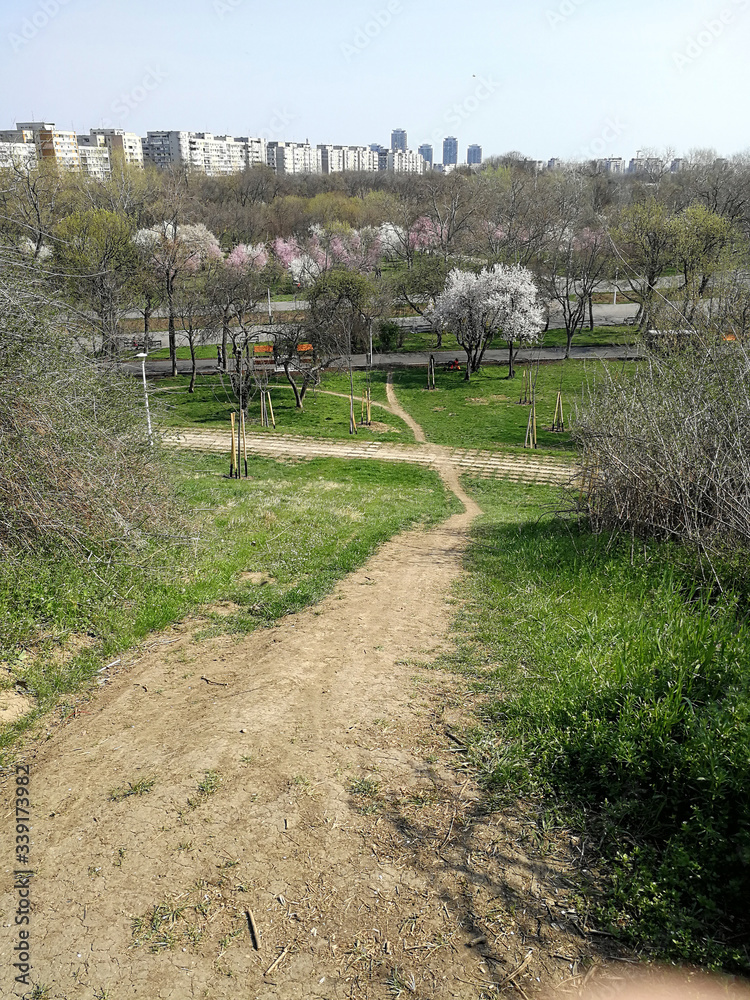 path and trees in a park in spring