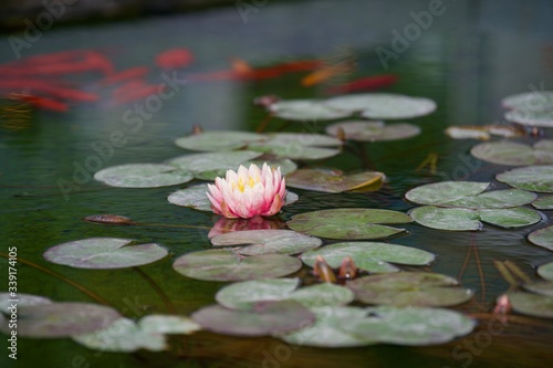 pink water lilies