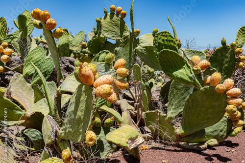 Blühende Kakteen auf Teneriffa - Higo Pico - Opuntia ficus-indica - Tunera - chumbera - Kaktusfrucht -  photo