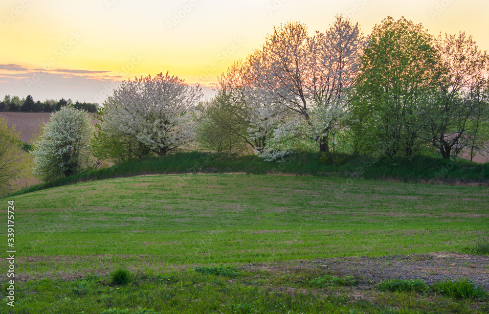 sunrise over the field