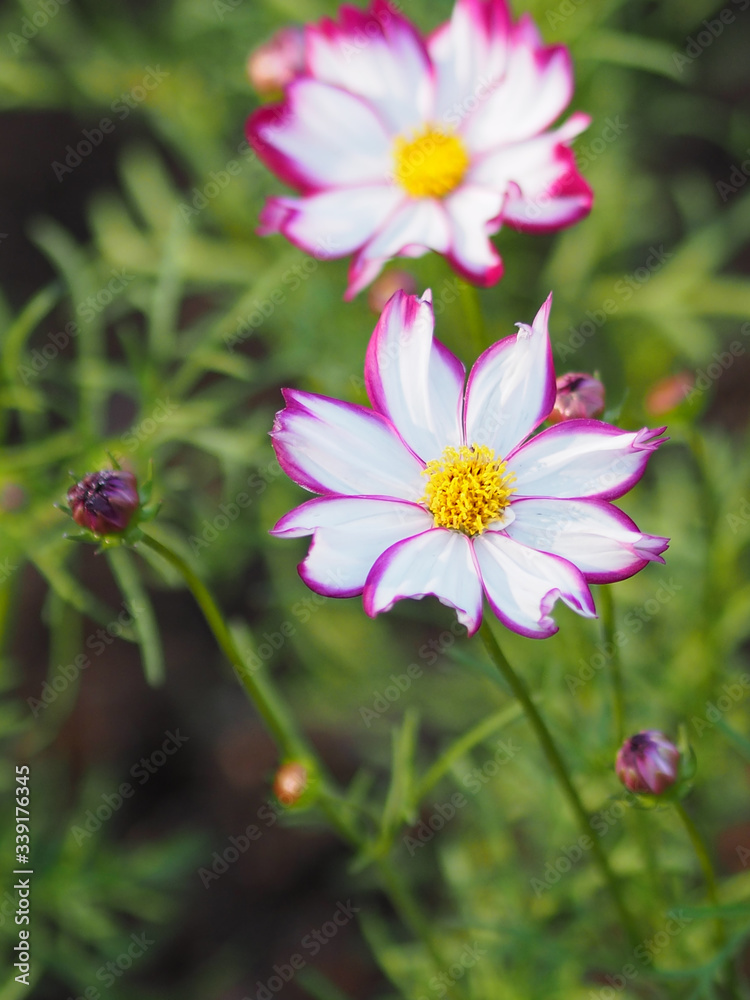 white and pink color sulfur Cosmos, Mexican Aster flowers are blooming beautifully in the garden, blurred of nature background white and pink color sulfur Cosmos, Mexican Aster flowers are blooming beautifully in the garden, blurred of nature background