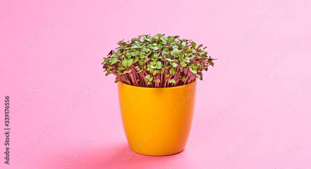 Microgreens cabbage sprouts in pot on pink background. Minimal design. Vegan micro kohlrabi cabbage green shoots. Growing healthy eating concept. Sprouted seeds, microgreens Microgreens cabbage sprouts in pot on pink background. Minimal design. Vegan micro kohlrabi cabbage green shoots. Growing healthy eating concept. Sprouted seeds, microgreens