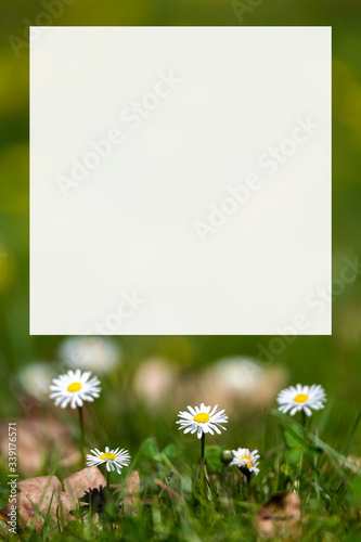 blossom daisy flowers background