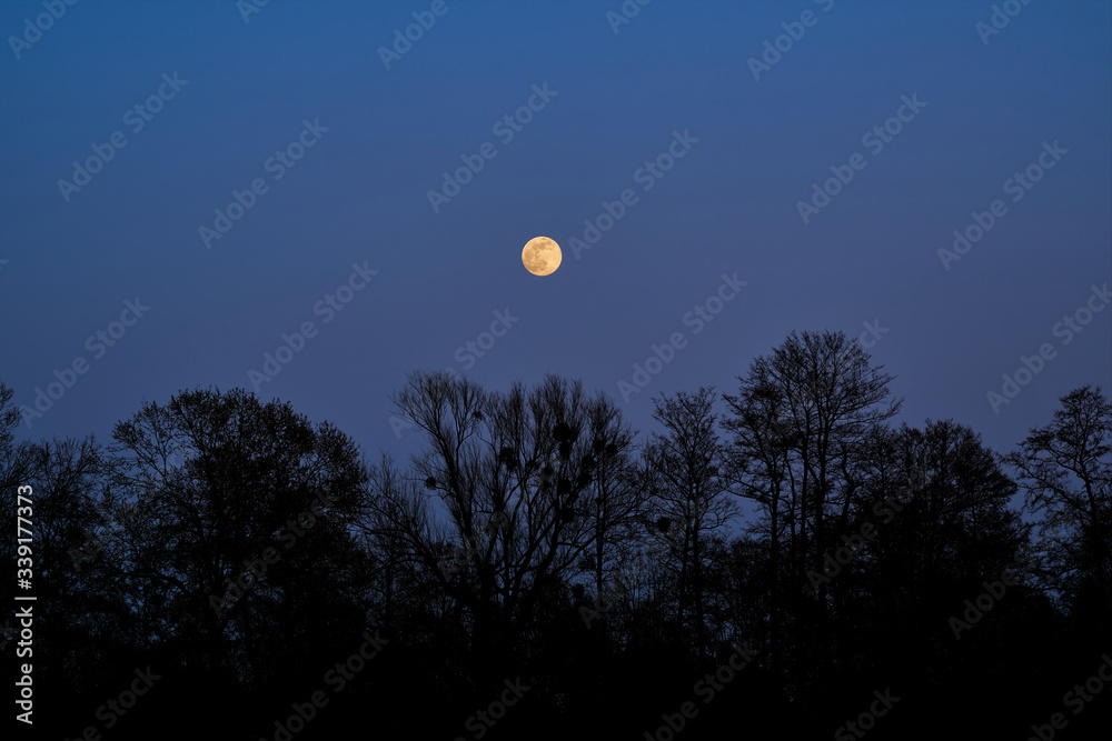 yellow full moon in the blue night sky behind a row of silhouettes of trees without leaves in a clear winter night yellow full moon in the blue night sky behind a row of silhouettes of trees without leaves in a clear winter night